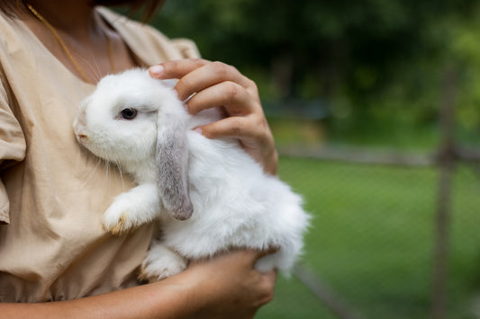 We're Leaping Bunny Certified! (What Does That Mean?)