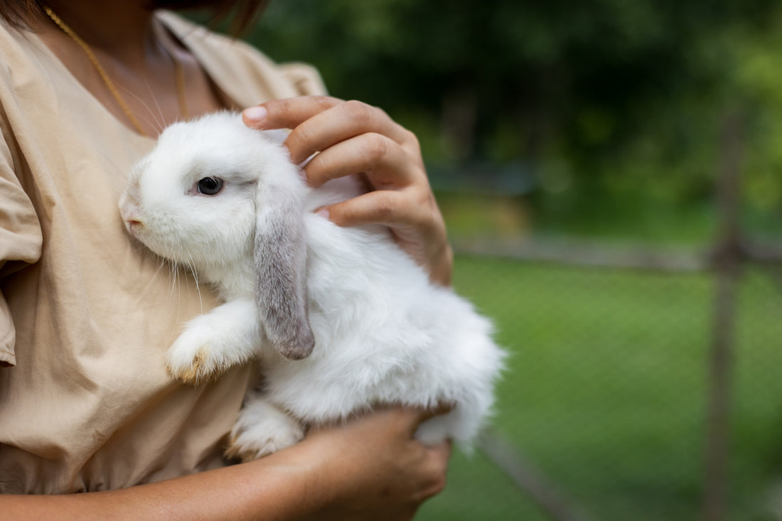 We're Leaping Bunny Certified! (What Does That Mean?)